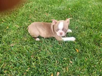 Lady, a female Boston Terrier for sale in Inkster, MI – 2 of 6