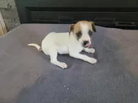John , a male Jack Russell Terrier for sale in Inkster, MI – 4 of 4