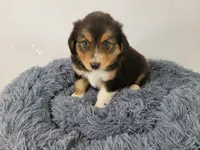 Jason, a male Australian Shepherd and German Shepherd Dog for sale in Inkster, MI – 2 of 5