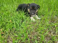 Mary, a female Australian Shepherd and German Shepherd Dog for sale in Inkster, MI – 4 of 6