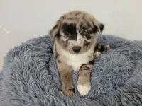 Ash, a male Australian Shepherd and German Shepherd Dog for sale in Inkster, MI – 3 of 6