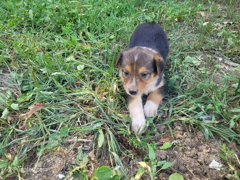 Lulu  – Australian Shepherd, German Shepherd Dog puppy for sale in Inkster, MI