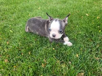 Kim, a female Boston Terrier for sale in Inkster, MI – 3 of 6
