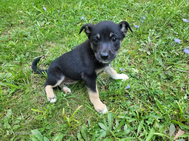 Lady – German Shepherd Dog, Labrador Retriever puppy for sale in Inkster, MI