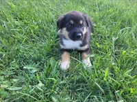 Max , a male German Shepherd Dog and Labrador Retriever for sale in Inkster, MI – 5 of 5