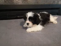 Jackie, a female Havanese and Shih Tzu for sale in Inkster, MI – 5 of 6