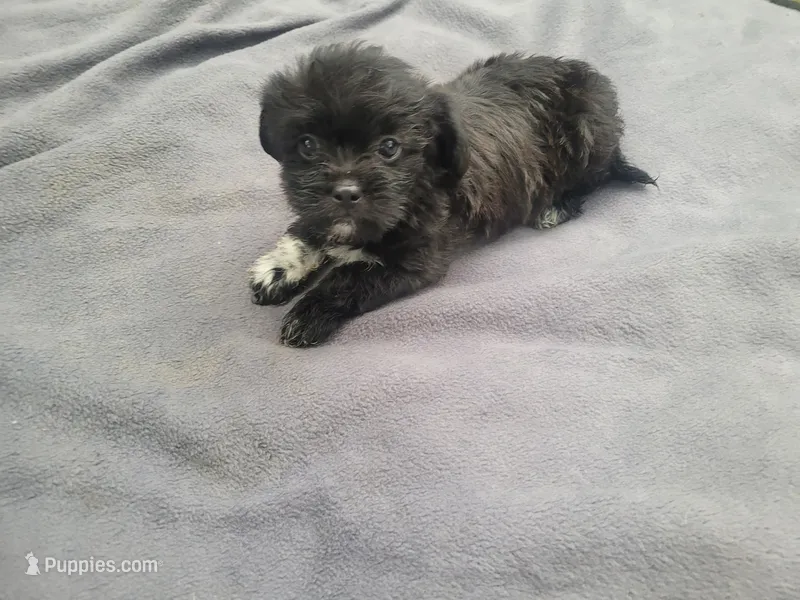 Kim – Morkie puppy for sale in Inkster, MI