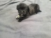 Kim, a female Morkie for sale in Inkster, MI – 1 of 6