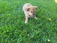 Daisy , a female Australian Shepherd and German Shepherd Dog for sale in Inkster, MI – 5 of 5