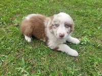 Ram, a male Australian Shepherd for sale in Inkster, MI – 4 of 5