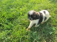 Alex , a male Havanese and Shih Tzu for sale in Inkster, MI – 3 of 5