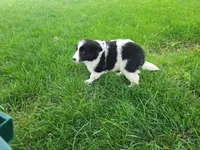 John , a male Border Collie for sale in Inkster, MI – 3 of 3