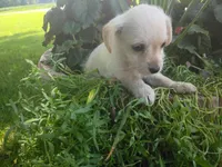 Ram, a male Chihuahua and Poodle - Toy  for sale in Inkster, MI – 2 of 6