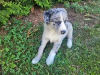 Jackie, a female Australian Shepherd and German Shepherd Dog for sale in Inkster, MI – 2 of 3