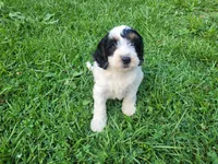 John , a male Cavapoo for sale in Inkster, MI – 3 of 5