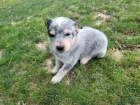 Jack , a male Australian Cattle Dog for sale in Inkster, MI – 2 of 5