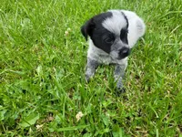 John , a male Australian Cattle Dog and Poodle - Miniature  for sale in Inkster, MI – 2 of 4