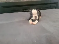 Jack , a male Boston Terrier for sale in Inkster, MI – 4 of 4