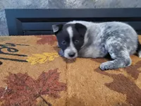 John , a male Australian Cattle Dog for sale in Inkster, MI – Photo 3 of 3