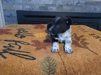 Jason, a male Australian Cattle Dog for sale in Inkster, MI – Photo 3 of 4