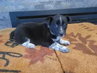 Jason, a male Australian Cattle Dog for sale in Inkster, MI – Photo 4 of 4