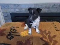 Jason, a male Australian Cattle Dog for sale in Inkster, MI – Photo 2 of 4