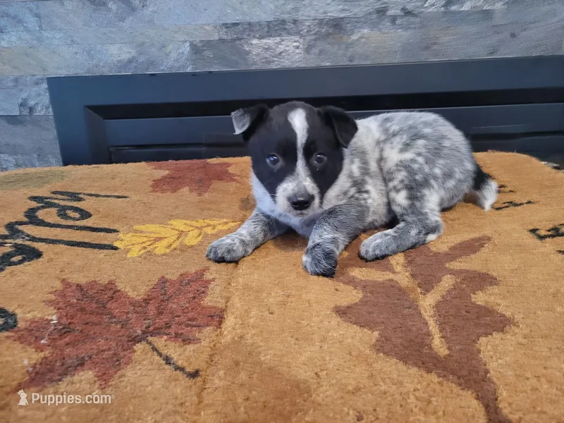 John  – Australian Cattle Dog puppy for sale in Inkster, MI