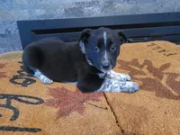 Jason, a male Australian Cattle Dog for sale in Inkster, MI – Photo 1 of 4