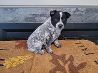 John , a male Australian Cattle Dog for sale in Inkster, MI – Photo 2 of 3