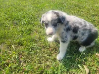 Ram, a male Australian Shepherd and German Shepherd Dog for sale in Inkster, MI – 2 of 4