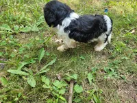Ash , a male Cavalier King Charles Spaniel and Shih Tzu for sale in Inkster, MI – 5 of 6
