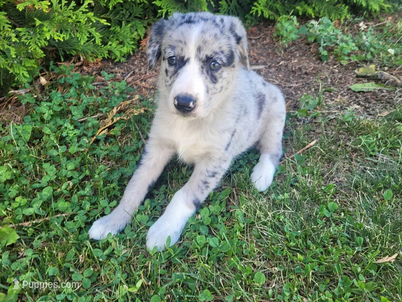 Jackie – Australian Shepherd, German Shepherd Dog puppy for sale in Inkster, MI