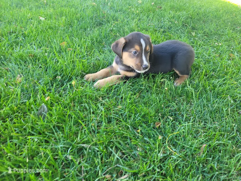 Ash  – Australian Shepherd, German Shepherd Dog puppy for sale in Inkster, MI