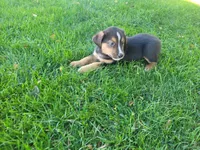 Ash , a male Australian Shepherd and German Shepherd Dog for sale in Inkster, MI – 1 of 4