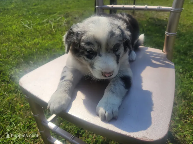 Kim – Australian Shepherd, German Shepherd Dog puppy for sale in Inkster, MI