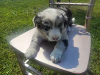 Kim, a female Australian Shepherd and German Shepherd Dog for sale in Inkster, MI – 1 of 5