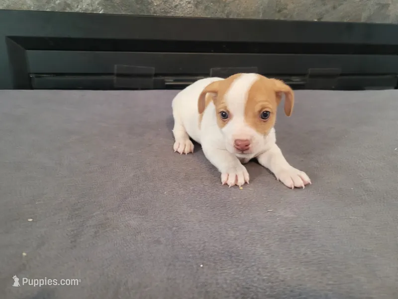John  – Jack Russell Terrier puppy for sale in Inkster, MI