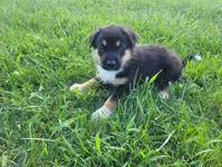 Max , a male German Shepherd Dog and Labrador Retriever for sale in Inkster, MI – 3 of 5