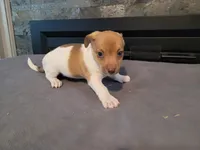 Stacy, a female Jack Russell Terrier for sale in Inkster, MI – 4 of 4