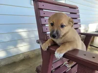 Kim , a female Australian Shepherd and German Shepherd Dog for sale in Inkster, MI – 3 of 5