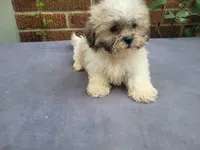 Alex , a male Bichon Frise and Shih Tzu for sale in Inkster, MI – 3 of 5
