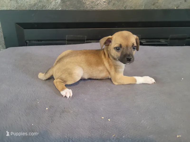 Max  – Jack Russell Terrier puppy for sale in Inkster, MI
