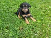Stacy, a female Australian Shepherd and Border Collie for sale in Inkster, MI – 3 of 4