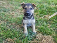 Ram, a male Australian Shepherd and German Shepherd Dog for sale in Inkster, MI – 2 of 3