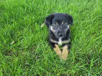 Kim, a female German Shepherd Dog and Labrador Retriever for sale in Inkster, MI – 2 of 4