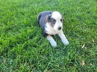 Lady, a female Australian Shepherd and German Shepherd Dog for sale in Inkster, MI – 2 of 5