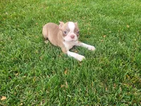 Lady, a female Boston Terrier for sale in Inkster, MI – 4 of 6