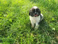 Alex , a male Havanese and Shih Tzu for sale in Inkster, MI – 4 of 4