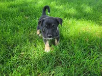 John , a male German Shepherd Dog and Labrador Retriever for sale in Inkster, MI – 4 of 4