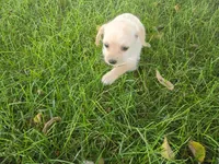 Kim, a female Chihuahua and Poodle - Toy  for sale in Inkster, MI – 4 of 5